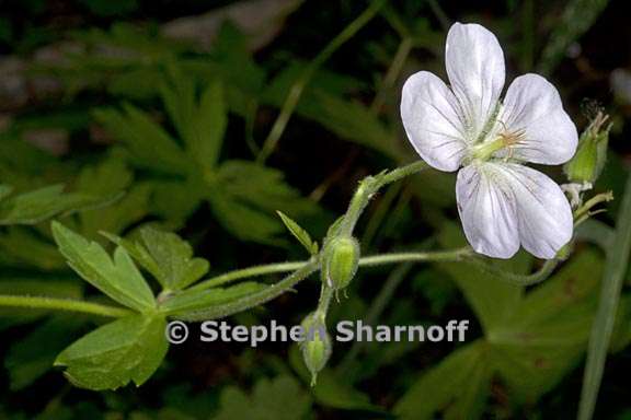 geranium richardsonii 4 graphic